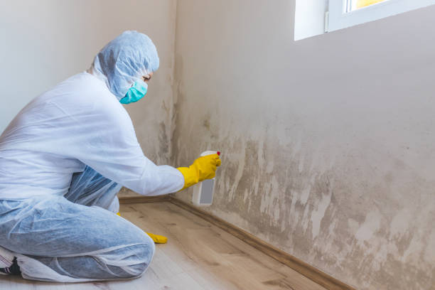 Licensed Basement Mold Removal service in Glenville, PA - WQB Mold Removal