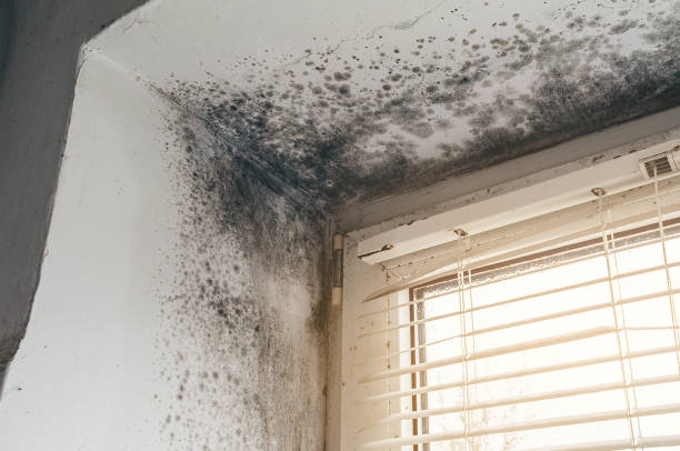 Affordable Basement Mold Removal solutions in Glenville, PA