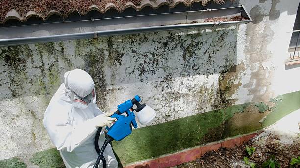 Top rated local Basement Mold Removal specialists in Glenville, PA